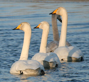 Cygne chanteur 
&copy; Vincent Palomares