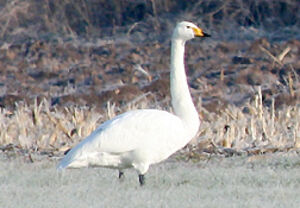 Cygne chanteur