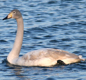 Cygne chanteur