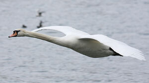 Cygne tubercul�