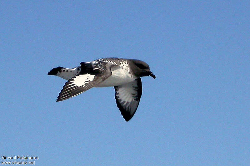 Cape Petrel, pigmentation, Flight