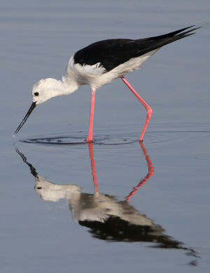 Black-winged Stilt