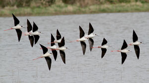 Black-winged Stilt