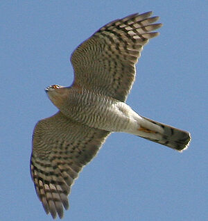 Eurasian Sparrowhawk