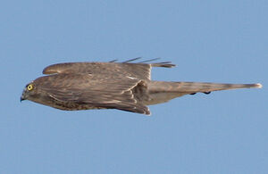 Eurasian Sparrowhawk