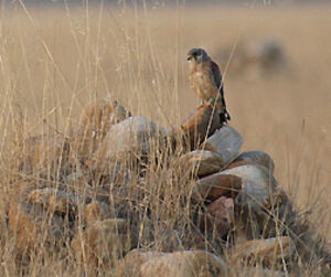 Lesser Kestrel