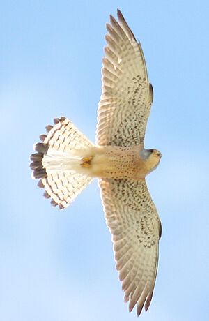Lesser Kestrel