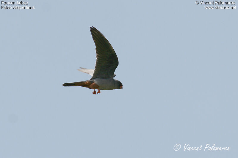 Red-footed Falcon male adult