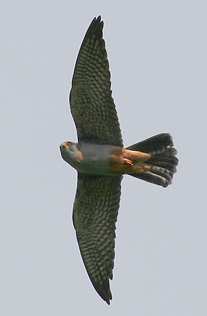 Red-footed Falcon