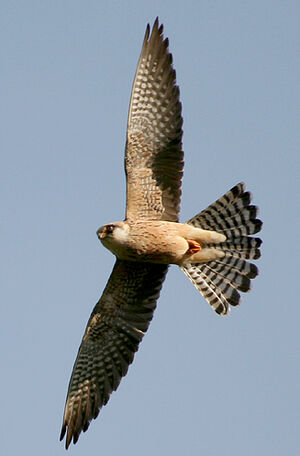 Red-footed Falcon
