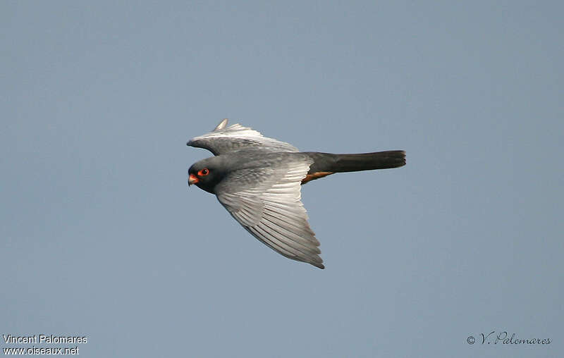 Red-footed Falcon male adult breeding, Flight