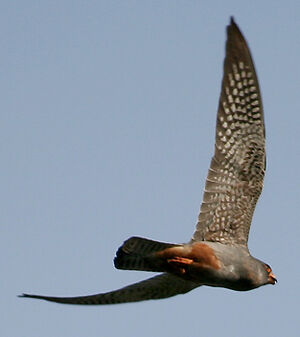 Red-footed Falcon