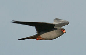Red-footed Falcon