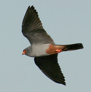 Red-footed Falcon