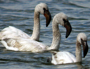 Lesser Flamingo