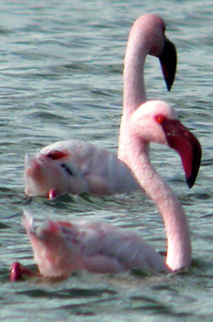 Lesser Flamingo