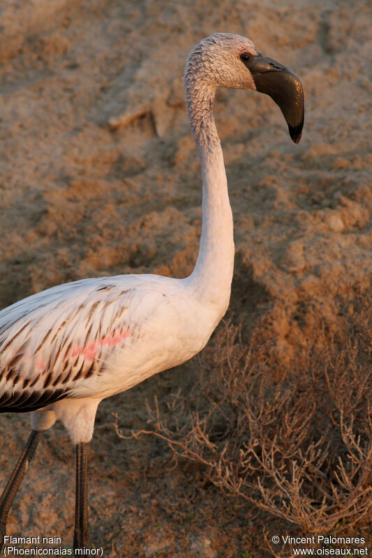 Lesser Flamingoadult
