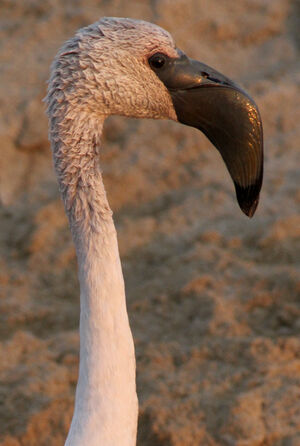 Lesser Flamingo
