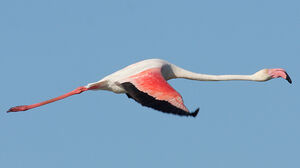 Flamant rose