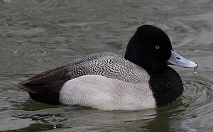 Lesser Scaup