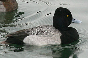 Lesser Scaup