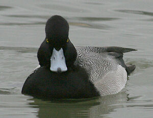 Lesser Scaup
