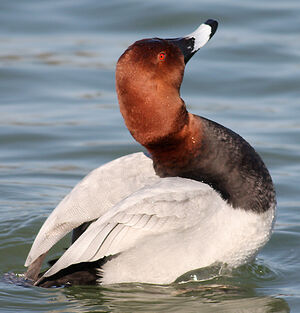 Common Pochard