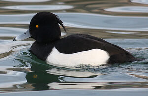 Tufted Duck 
&copy; Vincent Palomares
