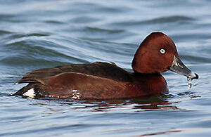 Ferruginous Duck 
&copy; Vincent Palomares
