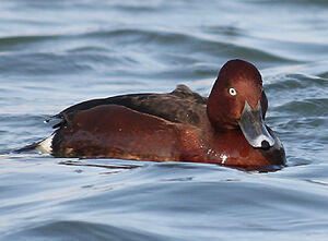 Ferruginous Duck 
&copy; Vincent Palomares