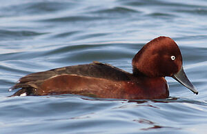 Ferruginous Duck 
&copy; Vincent Palomares
