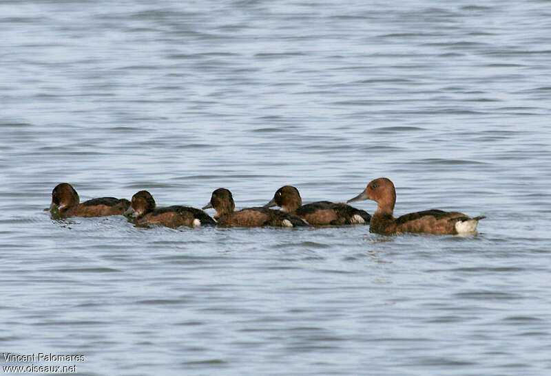 Ferruginous Duck, pigmentation, Reproduction-nesting