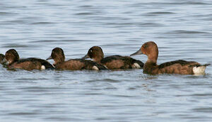 Ferruginous Duck 
&copy; Vincent Palomares