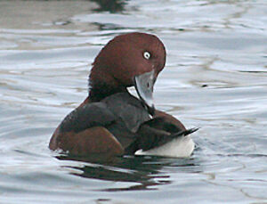 Ferruginous Duck 
&copy; Vincent Palomares