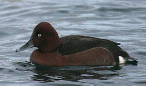 Ferruginous Duck 
&copy; Vincent Palomares