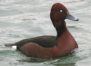 Ferruginous Duck 
&copy; Vincent Palomares
