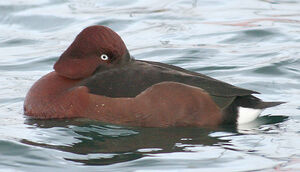 Ferruginous Duck 
&copy; Vincent Palomares