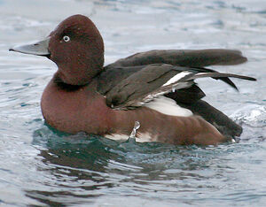 Ferruginous Duck 
&copy; Vincent Palomares