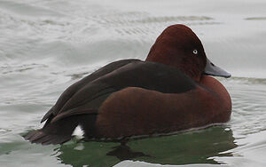 Ferruginous Duck 
&copy; Vincent Palomares