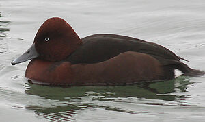 Ferruginous Duck 
&copy; Vincent Palomares