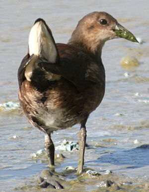 Common Moorhen
