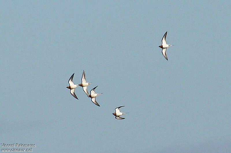 Pin-tailed Sandgrouse, Flight