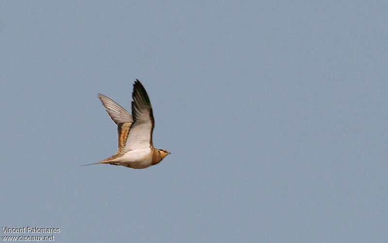 Pin-tailed Sandgrouse female, Flight