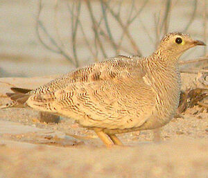 Lichtenstein's Sandgrouse