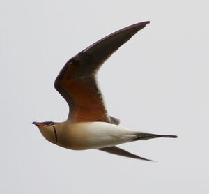 Collared Pratincole