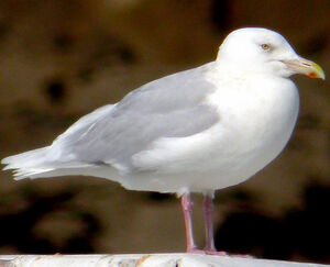Glaucous Gull