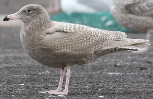 Glaucous Gull