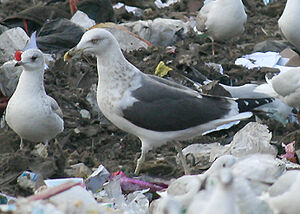 Lesser Black-backed Gull
