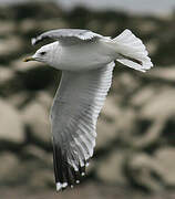 Common Gull