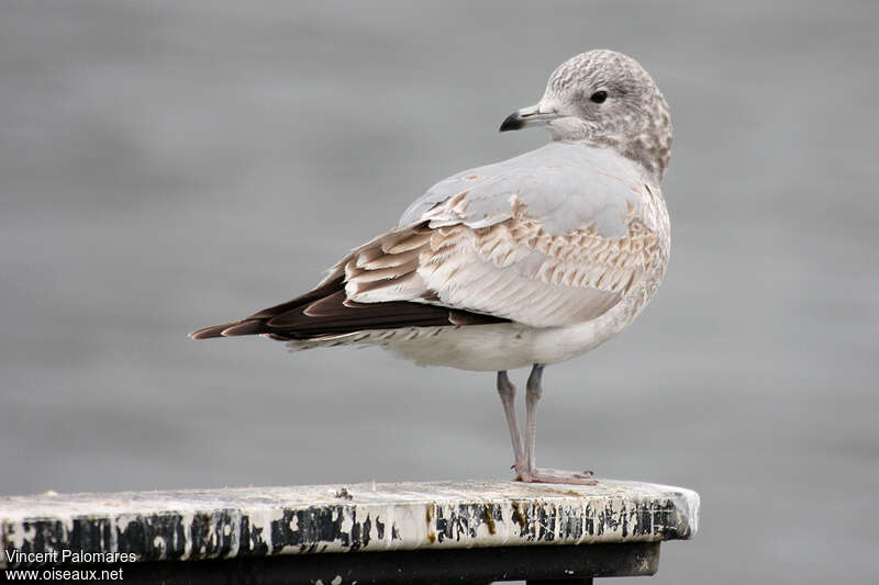 Common GullSecond year, identification